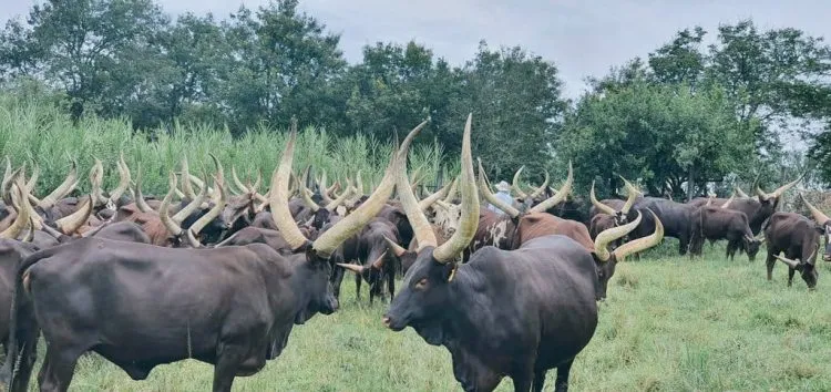 AnkoleVisit's tweet photo. You have always missed out, when you have not visited ankole where culture has been maintained 90% .
Ankole are the best producers of milk in Uganda. https://t.co/tepa75AbvZ