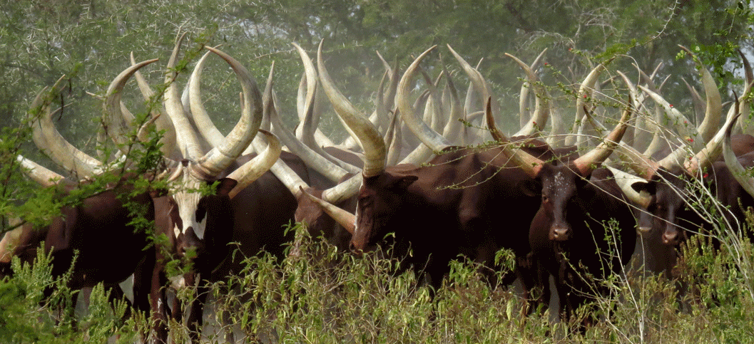 AnkoleVisit's tweet photo. You have always missed out, when you have not visited ankole where culture has been maintained 90% .
Ankole are the best producers of milk in Uganda. https://t.co/tepa75AbvZ