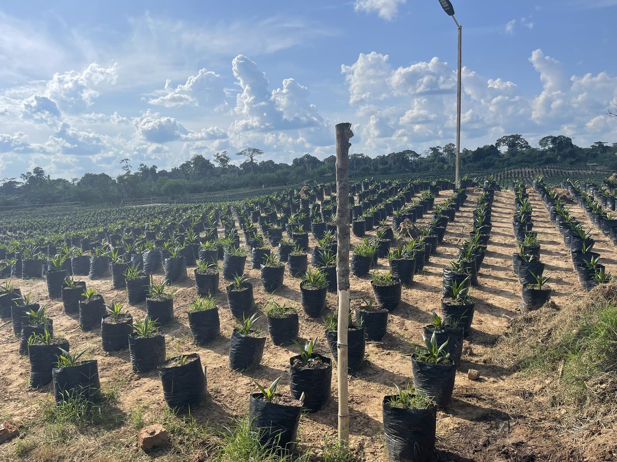 JeanBamanisa's tweet photo. A 40 Km de #Kisangani sur la RN4, une nouvelle plantation de palmier à huiles, semences sélectionnées #yangambi #PHC @Cirad se développe sur 6.000 Ha.
Déjà plante 1.600 ha;
Par des congolais 
Bien joué M @Mwarabu 
Le Dir est MinProv Agric Honoraire Mongala, aime son secteur https://t.co/1ecG2tZBi6