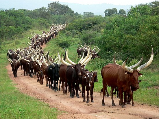 AnkoleVisit's tweet photo. You have always missed out, when you have not visited ankole where culture has been maintained 90% .
Ankole are the best producers of milk in Uganda. https://t.co/tepa75AbvZ