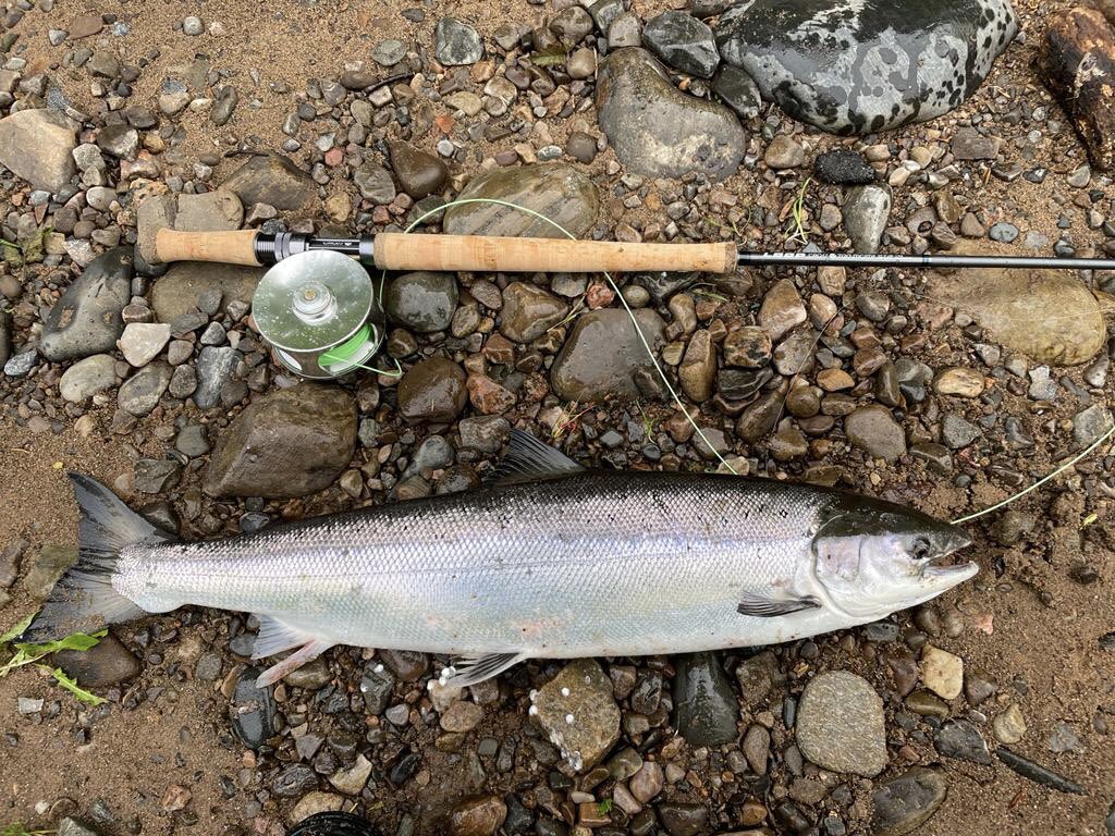 Best of starts to a blustery Wednesday on the #Teith.  About 13lb sea liced perfection… 2nd pic with rod is the brothers fish from #Alness this morn…
