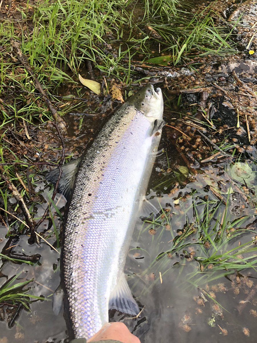 Fergie1872's tweet photo. Best of starts to a blustery Wednesday on the #Teith.  About 13lb sea liced perfection… 2nd pic with rod is the brothers fish from #Alness this morn… https://t.co/jS5oVstvVb