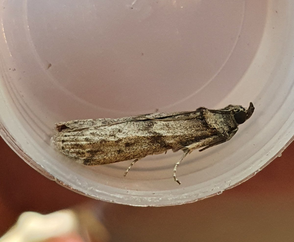 Last week my Lower Hellesdon moth trap contained my first "First for Norfolk" moth - identified by <a href="/davej2505/">Dave Jones</a> and now confirmed by @gobirdingEU as Apomylelois ceratoniae - Locust Bean Moth. #moths