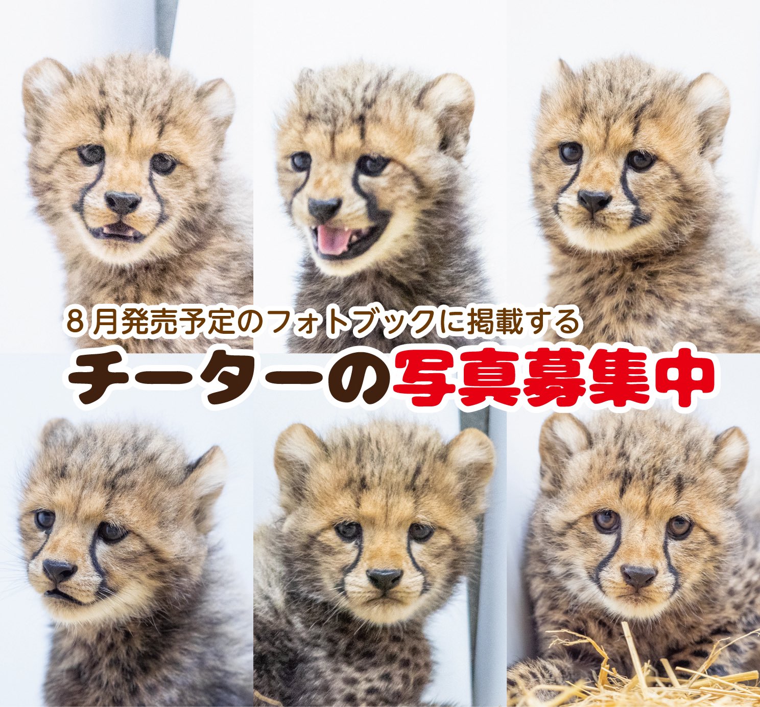 【レア・動作確認済】株式会社ユージン チラチラJr. ファービー好きにも♪ Furby1/ファービー1