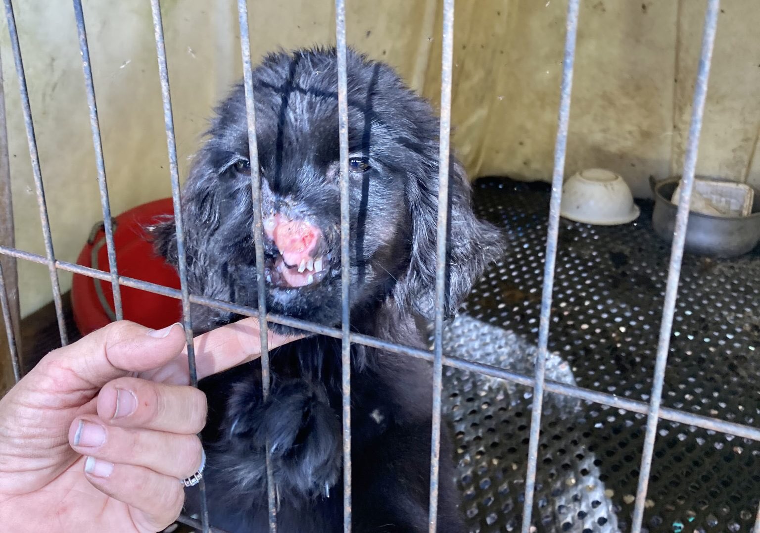 World Animal News on Twitter "New HumaneSociety Report Reveals