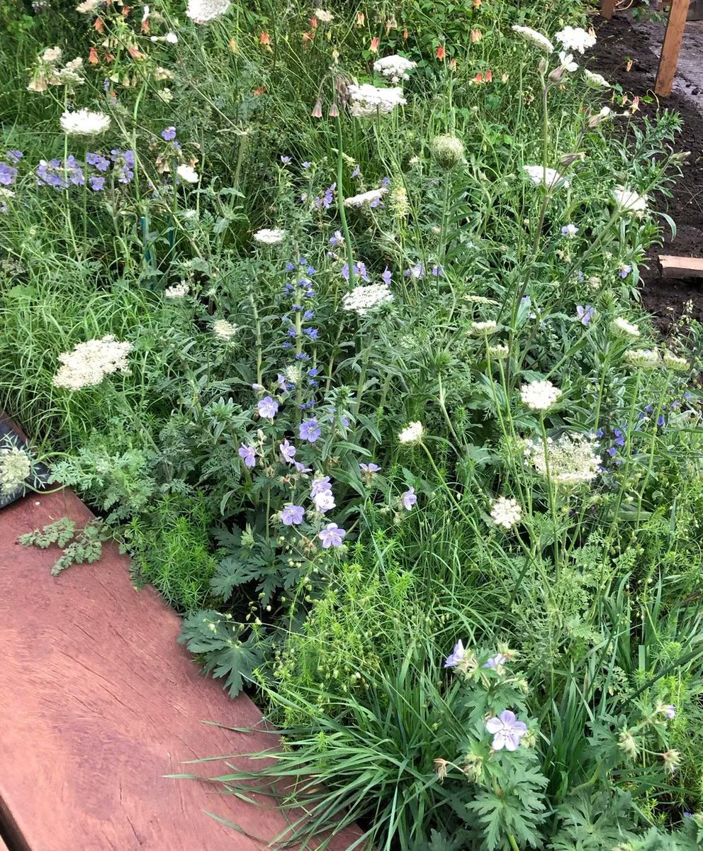 I absolutely love this stylised meadow which features several different communities of plants suited to their exact location on the bank - lovely metaphor for how human communities adapt and interact with one another in complex networks.
#THEMETAGARDEN @joeperkinsdesign