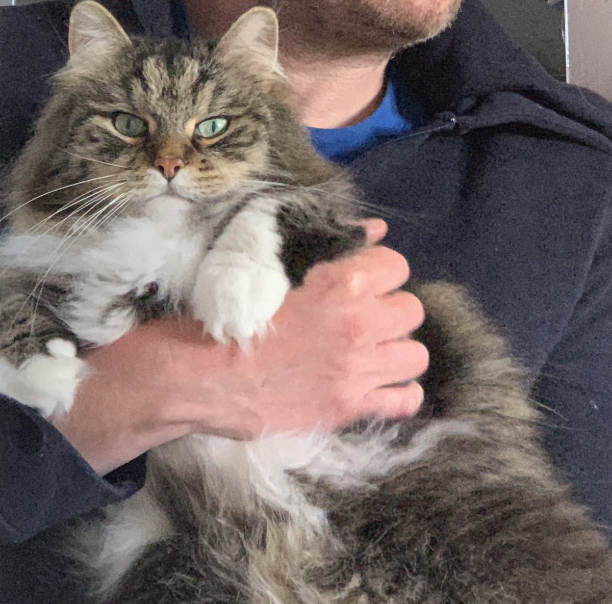 EmperorCatMarco's tweet photo. Today I am 6. But I am still that needy baby boy that want a cuddle and he is happy to be picked up off the ground and hugged by his daddy. #HappyBirthday #CatsOfTwitter #siberiancat #party #catsofinstagram #sharelove #cute https://t.co/qJOSTfxAKx