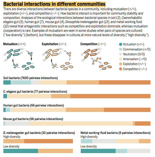 Las bacterias viven en comunidades diversas, raramente cooperan, y la competencia es feroz. La prevalencia de interacciones negativas ha suscitado la idea de desarrollar estrategias para eliminar patógenos sin necesidad de antibióticos. Interesante. 
science.org/doi/10.1126/sc…