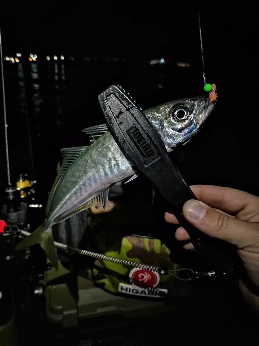 _ajimaster's tweet image. #blackseaajing #microgame #rockfishing #Crimea #Sevastopol #ajing #metaljig