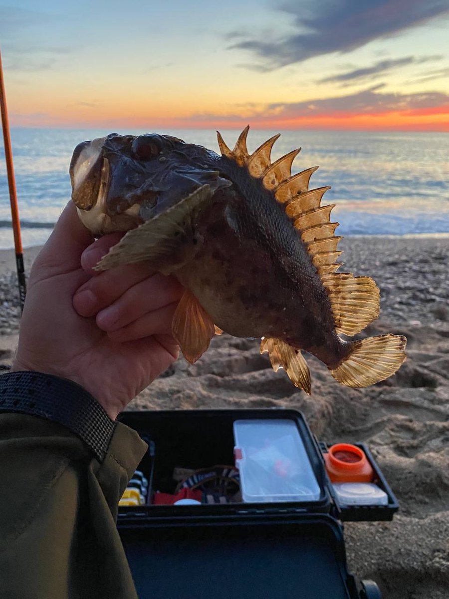 _ajimaster's tweet image. #blackseaajing #microgame #rockfishing #Crimea #Sevastopol #ajing #metaljig