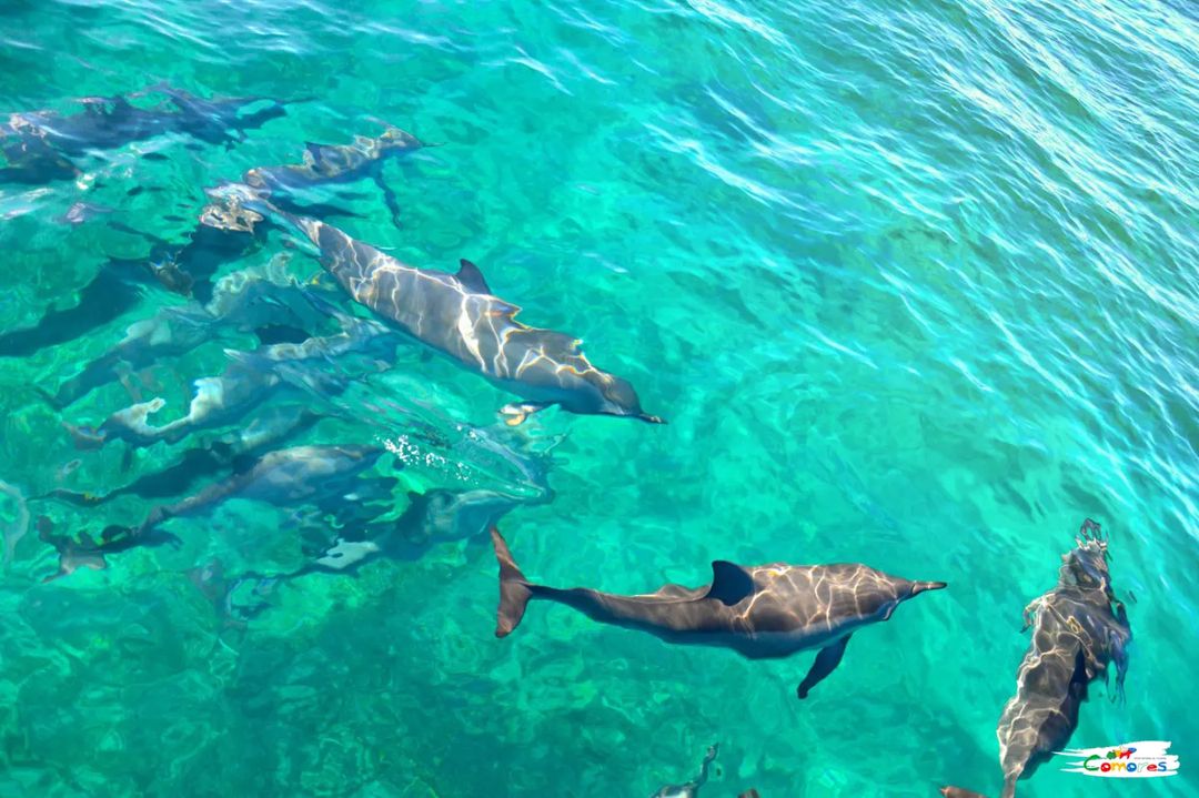 Office National du Tourisme des Comores tweet media