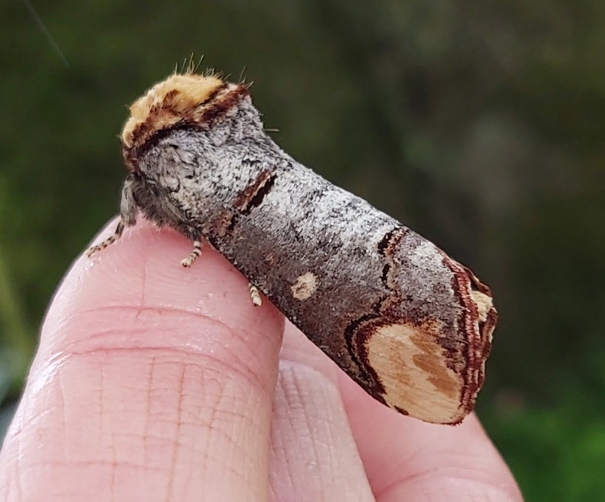 Mothin' is exciting - 1200 species to find ... in Scotland #mothnight