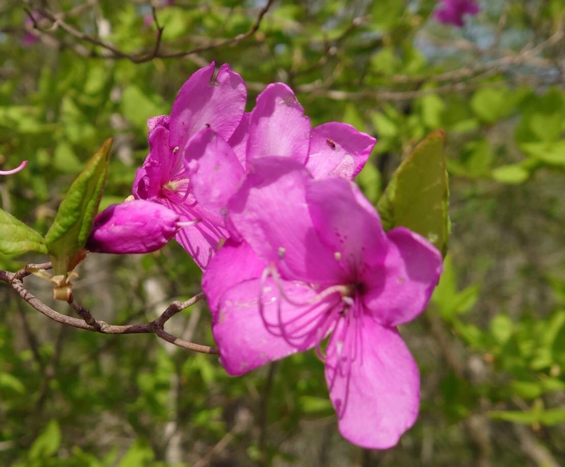 前橋市赤城少年自然の家 現在の 赤城山 の気温 １６ 下界は真夏日かと思いますが 山も普段よりはとても暖かい1日でした 前庭の奥に トウゴクミツバツツジ が咲きました 赤城山ハイキングツアー ツツジ編のイベント参加者を現在も募集中です