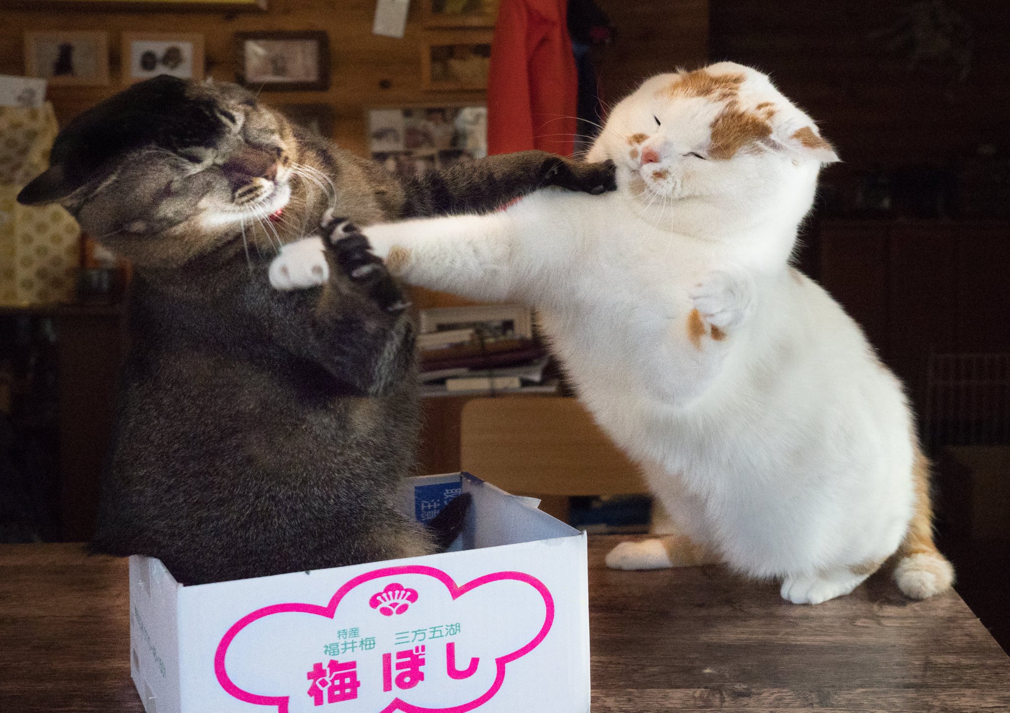 猫先輩二枚ブラックと白 Untitled-8.jpeg?fit=1200,675&ssl=1