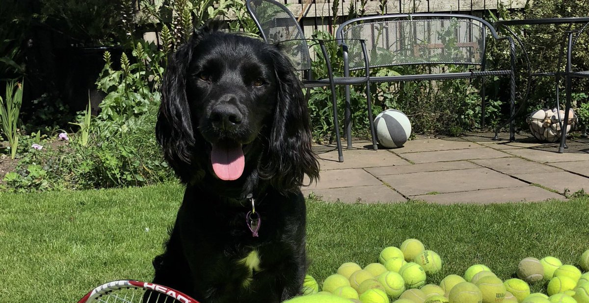 KTHallmark's tweet image. Happy Birthday HD Duke 4 Today🎂
Now living with your Deaf Partner, you make me very proud ❤️
#WorkshopAssistant