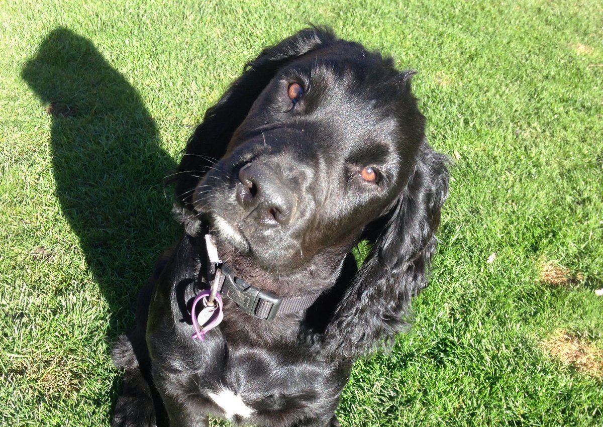 KTHallmark's tweet image. Happy Birthday HD Duke 4 Today🎂
Now living with your Deaf Partner, you make me very proud ❤️
#WorkshopAssistant