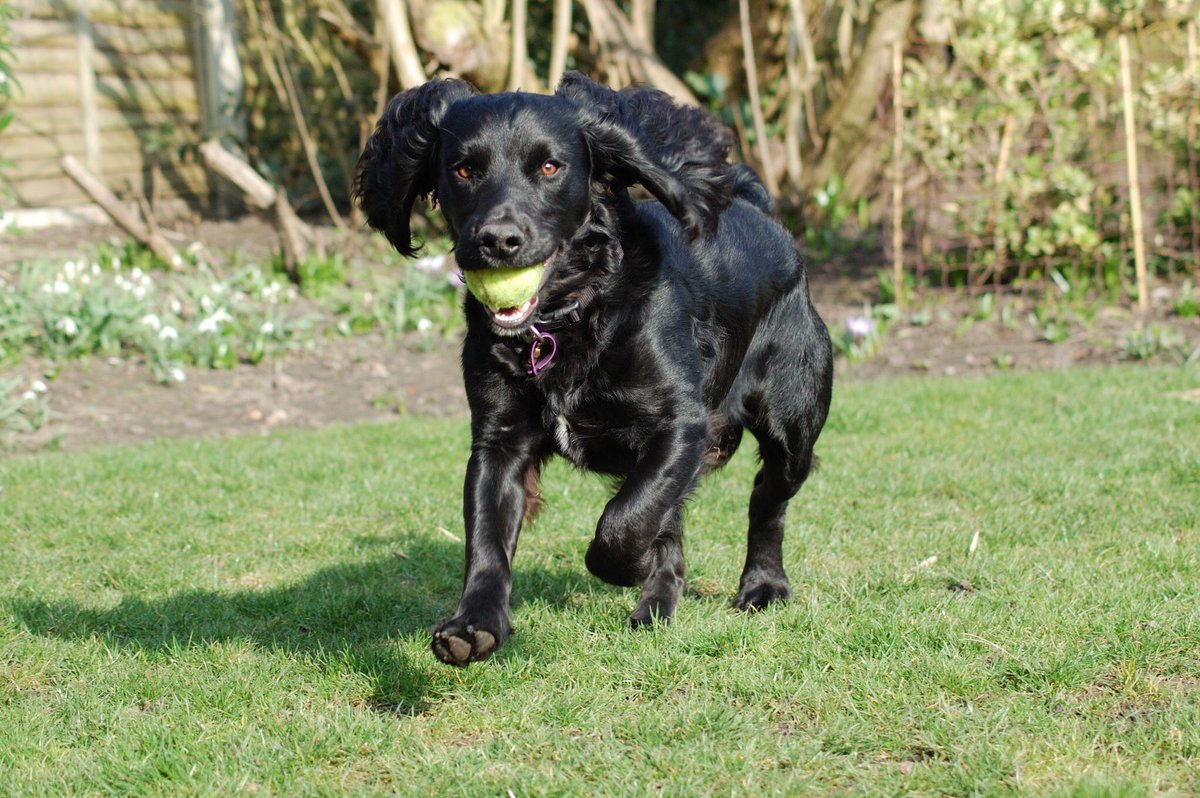 KTHallmark's tweet image. Happy Birthday HD Duke 4 Today🎂
Now living with your Deaf Partner, you make me very proud ❤️
#WorkshopAssistant