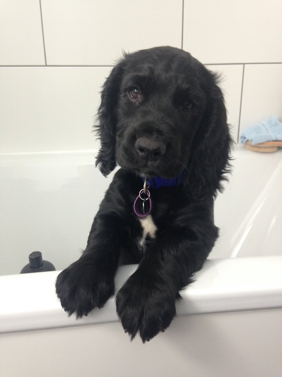 KTHallmark's tweet image. Happy Birthday HD Duke 4 Today🎂
Now living with your Deaf Partner, you make me very proud ❤️
#WorkshopAssistant