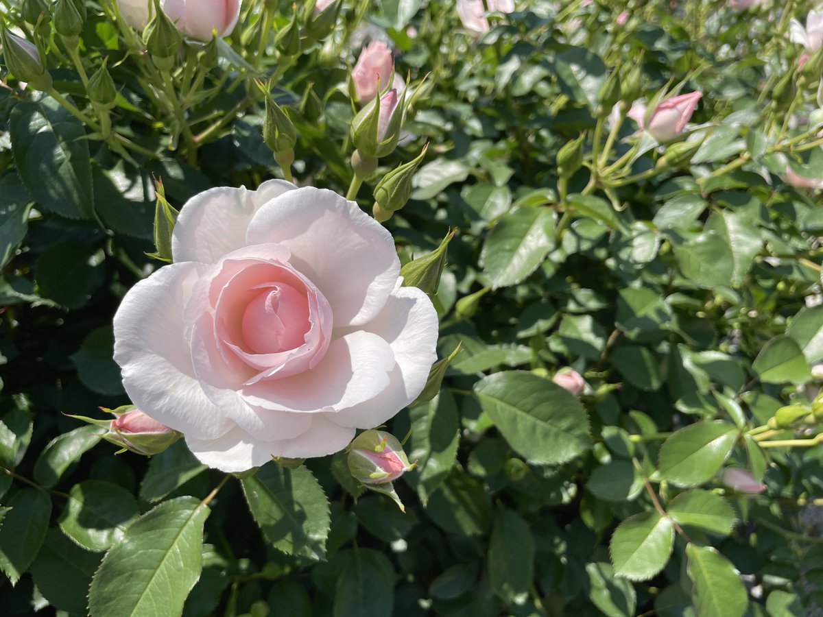 Mignonne, allons voir si la rose💐 https://t.co/wDezA0uVWO