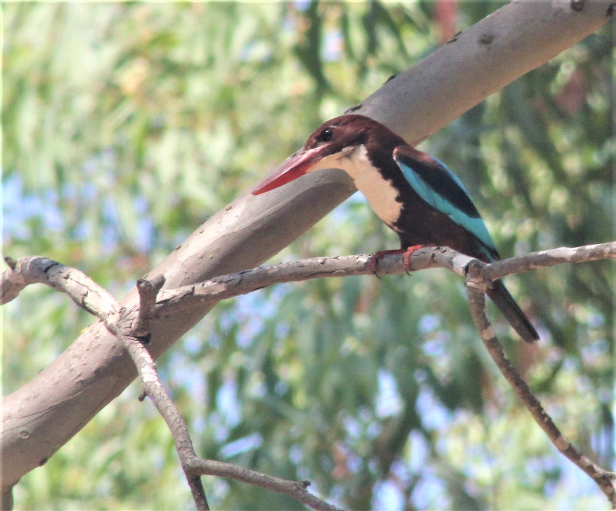 AlperJulian's tweet photo. https://t.co/aNcmQcFa1a 
White-throated Kingfisher
#birdwatching #NaturePhotography  #nature #natureisrael #natureofisrael #kingfisher #birds #netanya #israel https://t.co/0QMREqVoqn