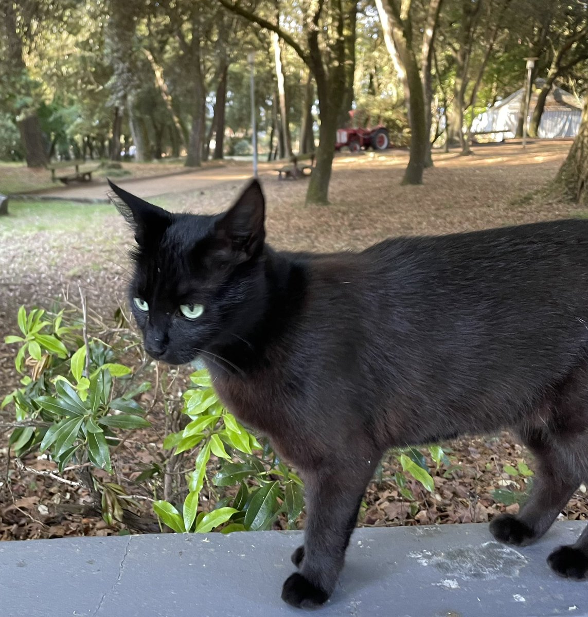 ImmunoBladder's tweet photo. Day 3 of the #JDI2022 @ImmunoPasteur! The first session is one of my favs - immunity and infection! In addition to the great science, there was an amazing party last night (no photos! 🤫) and this little guy today before breakfast! https://t.co/mSEqQfuUmx