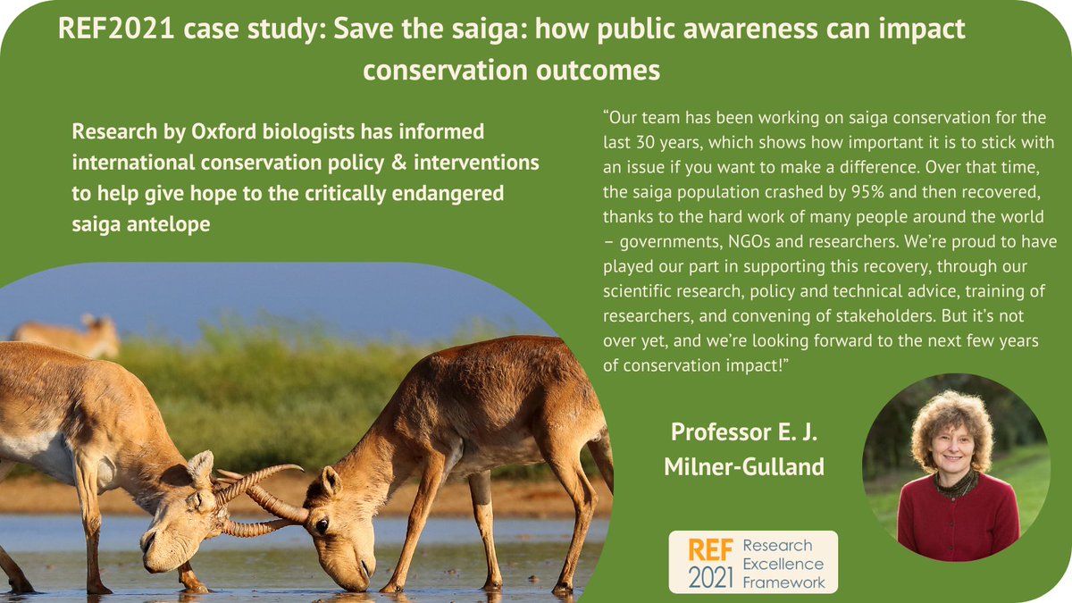 Check out some of the world-leading research at Biology. Disease surveillance & interventions into wildlife trade have helped protect critically endangered saiga antelope

Read more: bit.ly/3MNZWzt #REFResults