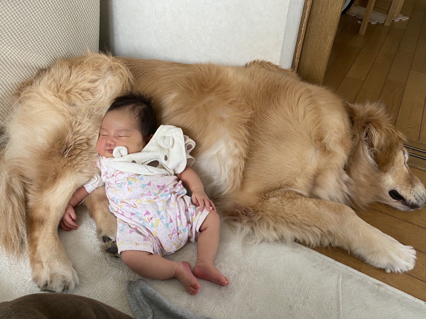 Yskf432 モフモフ ゴールデンレトリーバー 大型犬 安眠まくら 赤ちゃんおくと緊張して動けなくなる T Co Jwdbamvi2l Twitter