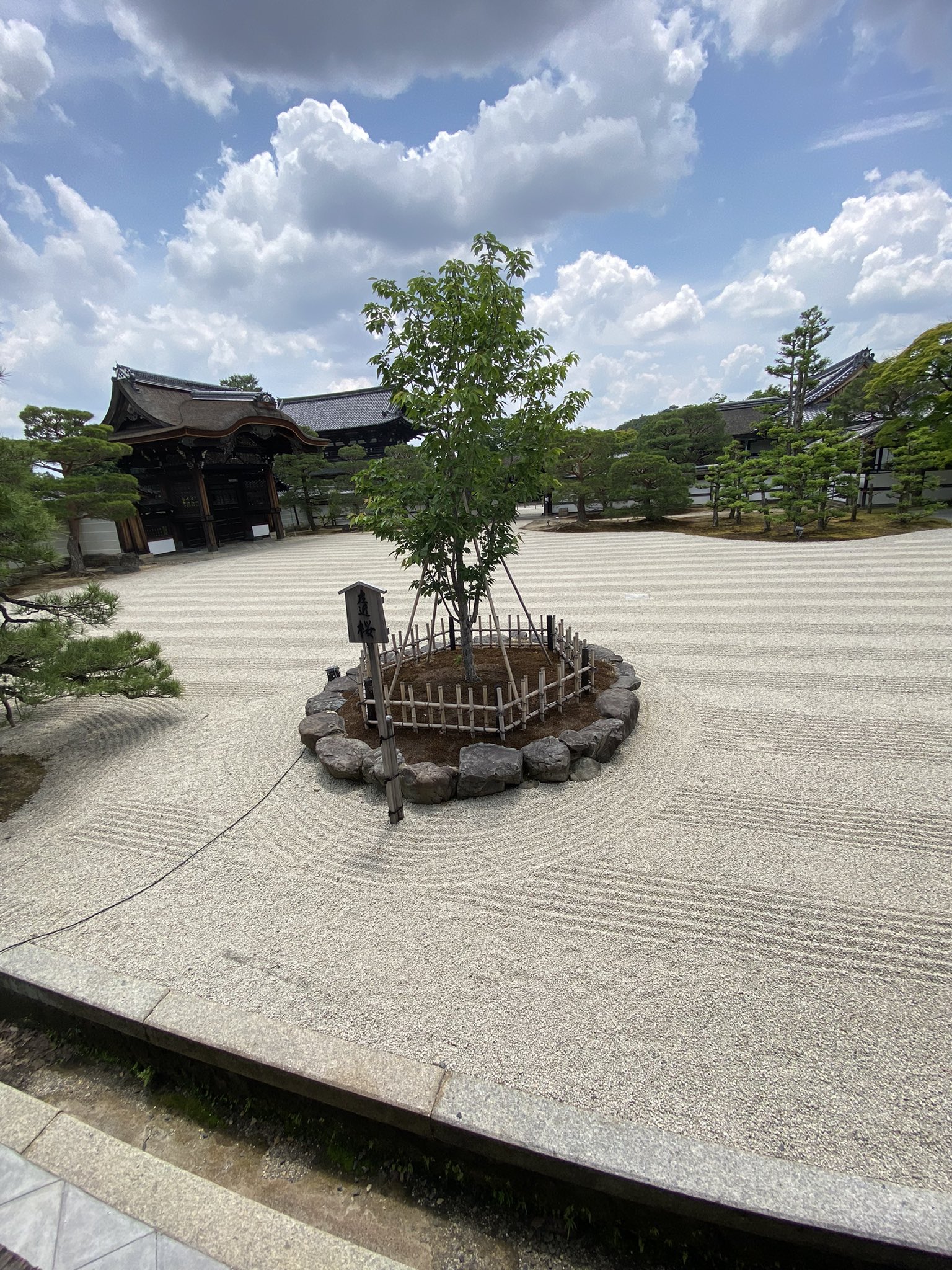Twitter এ じゃがバター 仁和寺 左近の桜 右近の橘 大覚寺 左近の梅 右近の橘 元々左近の梅だったのが燃えてしまい という説があるそう そういう訳で 橘と梅の実が芙蓉で必要なはずなんですが まるっと無視のホムラさん 多分出てくるの遥か先なんで この