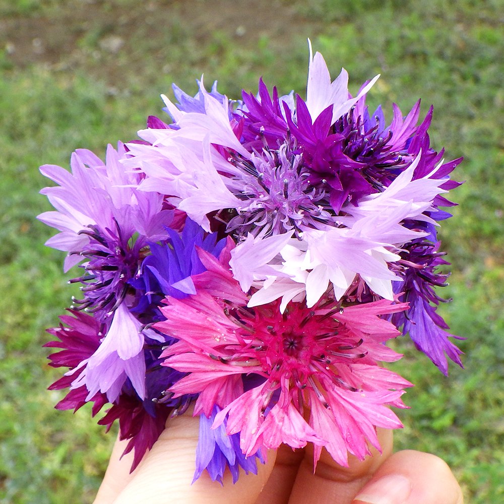 🌼「今日のleaf」🌼 #コーンフラワー シーズンです🌿 ふわっふわの