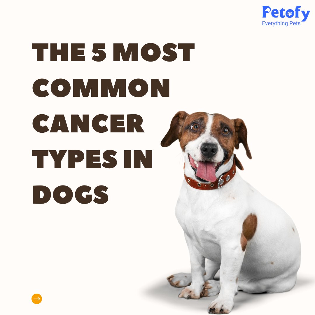 petofyindia's tweet photo. May is known for National Pet Cancer Awareness Month!👇
THE 5 MOST COMMON CANCER TYPES IN DOGS ARE:
✅ Mast Cell Tumors.
✅ Melanoma
✅ Lymphoma
✅ Bone Cancer (Osteosarcoma)
✅ Hemangiosarcoma
.
.
#cancerindogs #dogcancer #cancer #petofyeverythingpets #petofy https://t.co/t4uuqdmSi6