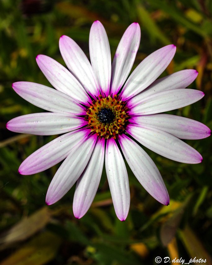 dillondalypic's tweet photo. Hump day , who looking forward to the weekend , I know I am ☀️🌸
.
.
.
#HumpDayVibes #HumpDay #Flowers  #weekendvibes #morning #canon4000d #flowerphotography #GoodMorningTwitterWorld https://t.co/Uu3DaOiDw9