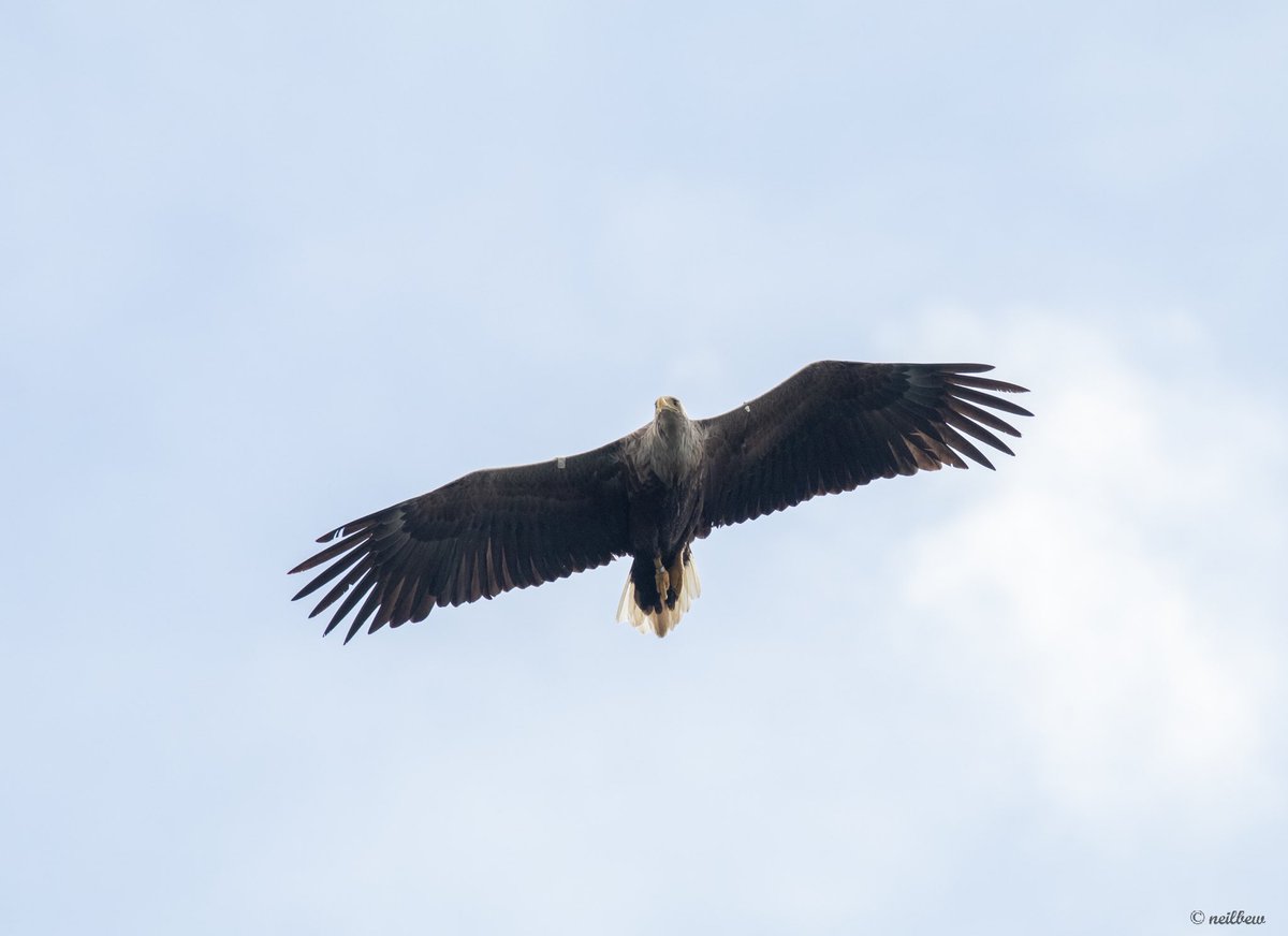 NeilBew's tweet image. White Tailed Eagle off the island of Ronay, last week