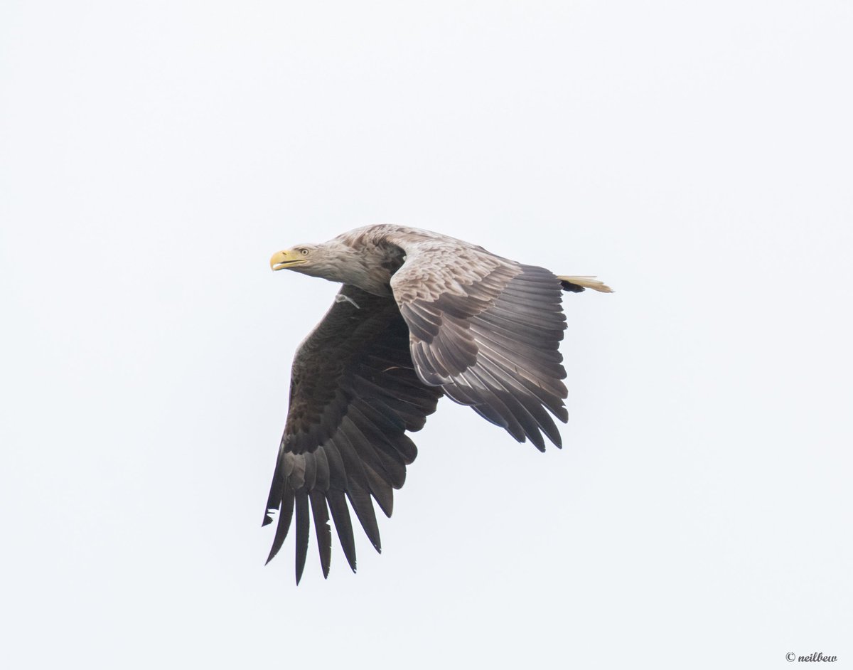 NeilBew's tweet image. White Tailed Eagle off the island of Ronay, last week