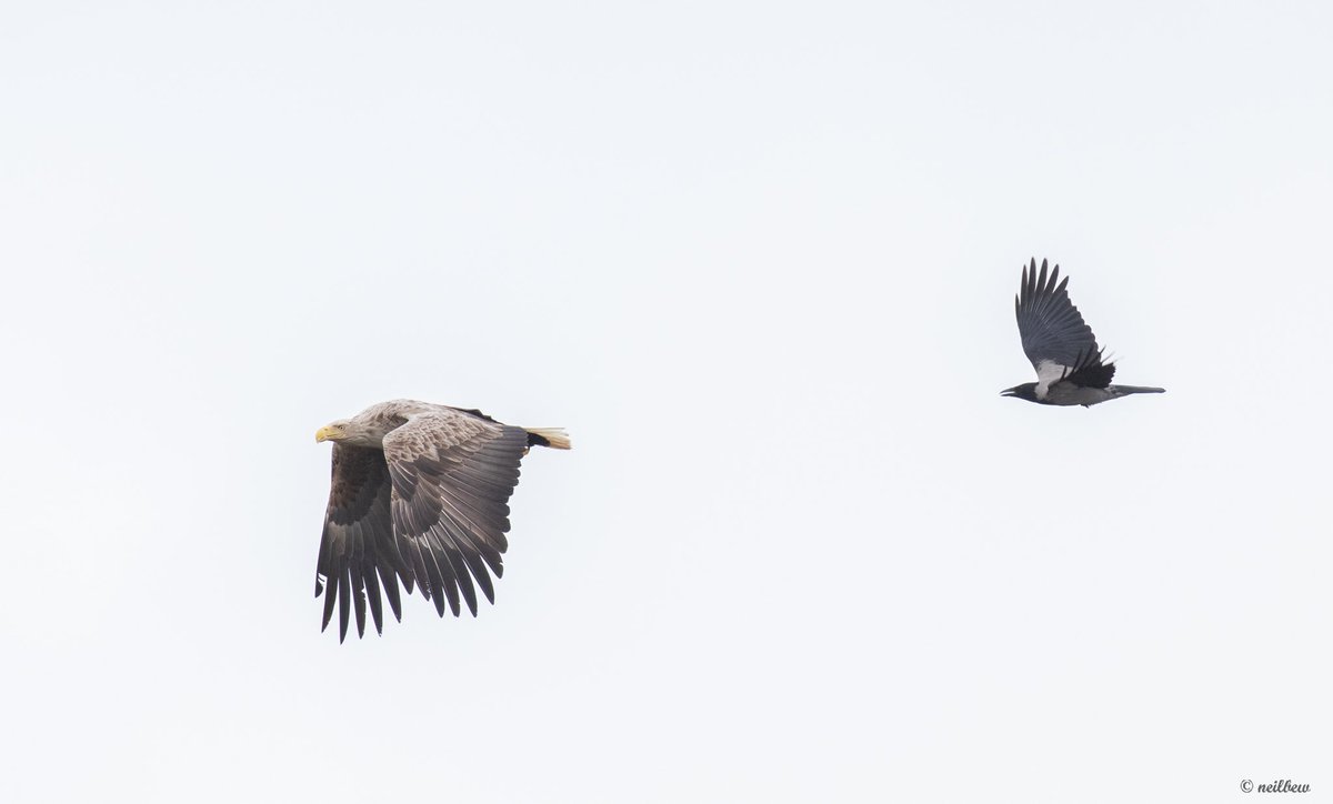 NeilBew's tweet image. White Tailed Eagle off the island of Ronay, last week