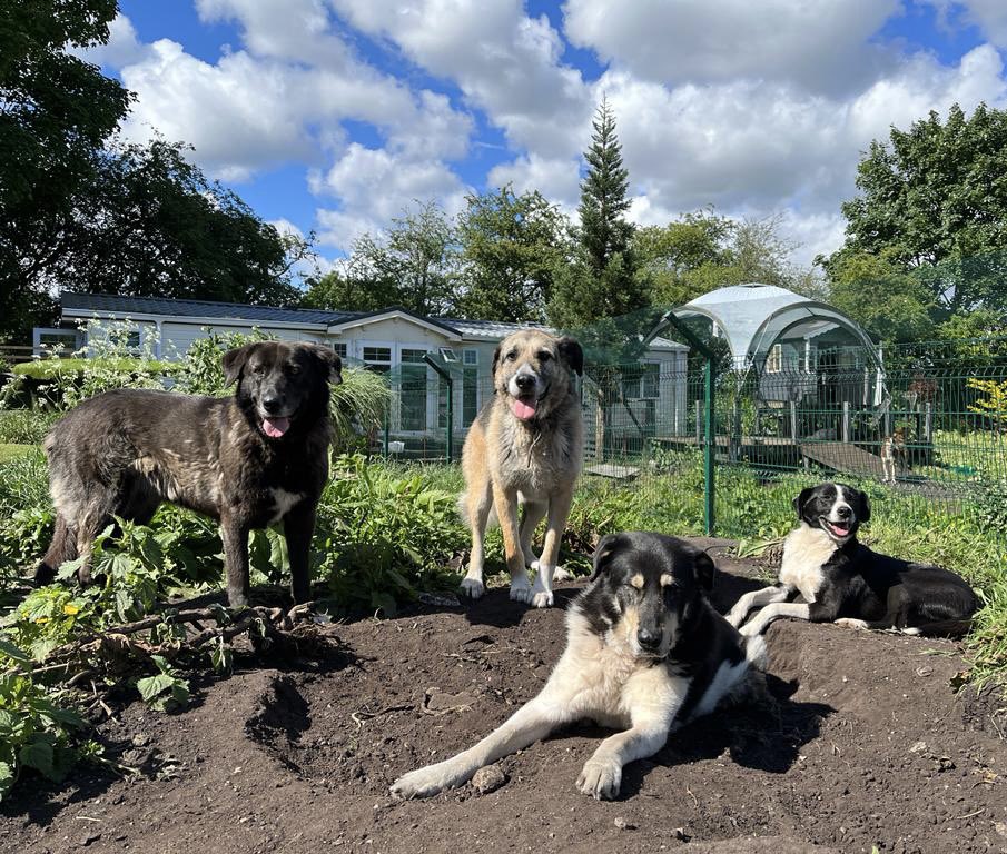 Dogs4Rescue's tweet photo. Spirit, Frank &amp; Solly all posed nicely for a photo 🐶🐶🐶 but Queen Sherry fell asleep on the job 🐶😴
#dogsoftwitter https://t.co/mAsFW3Xy9G