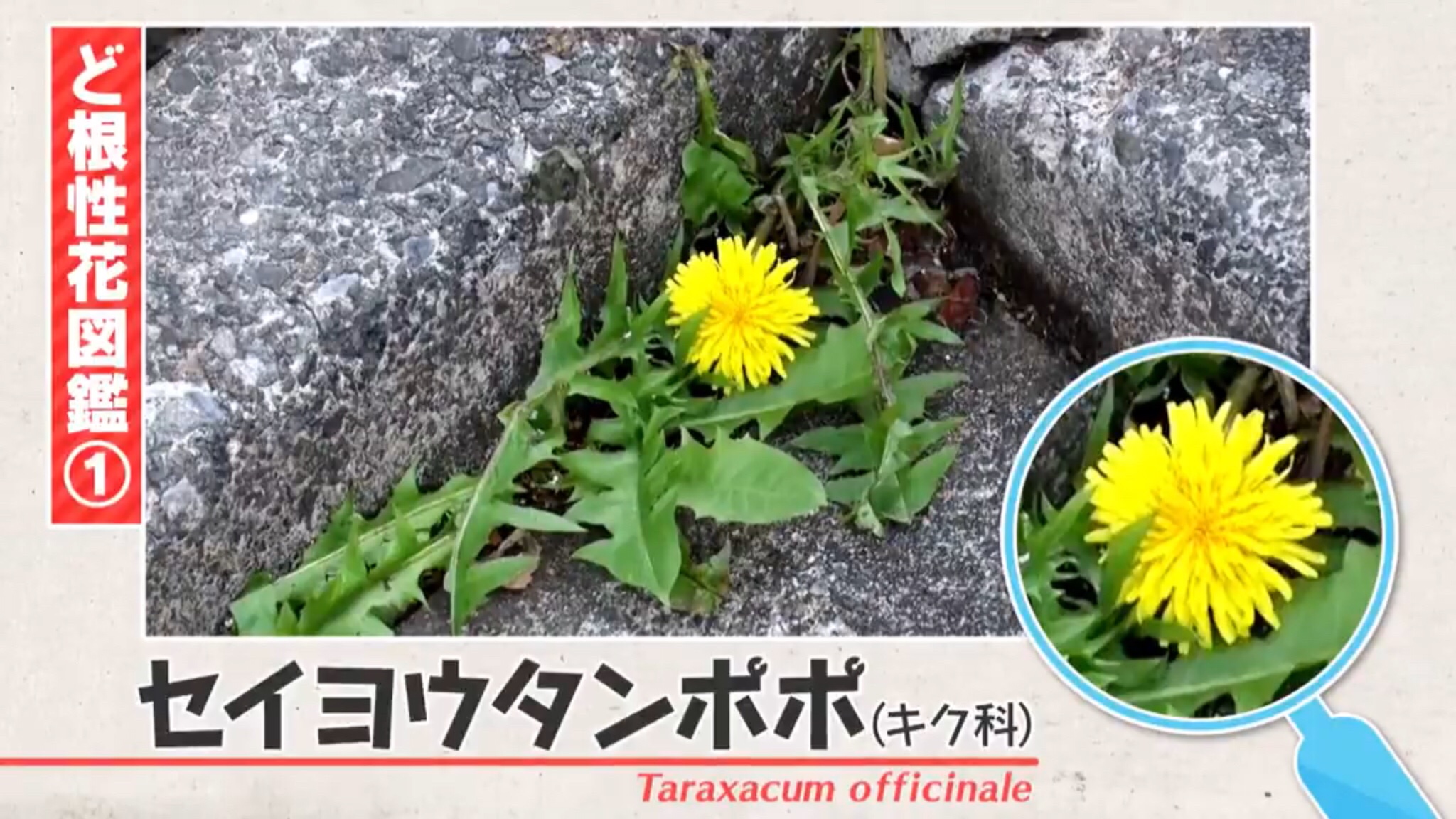 テレビ千鳥 まとめ ど根性花図鑑 セイヨウタンロポ キク科 テレビ千鳥 T Co 6qz4lrr0wt Twitter