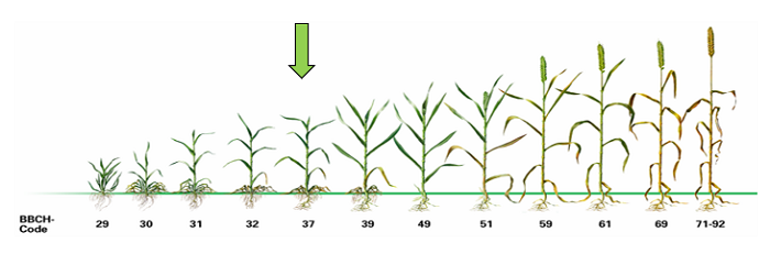 Ziektebestrijding #wintertarwe, vlagbladbespuiting: dit jaar geen discussie maar doen. Inzet #Ascra® #Xpro in het vlagbladstadium geeft een optimaal rendement. Lees hier ons advies met voorbeelden: agro.bayer.nl/Uit-de-praktij…