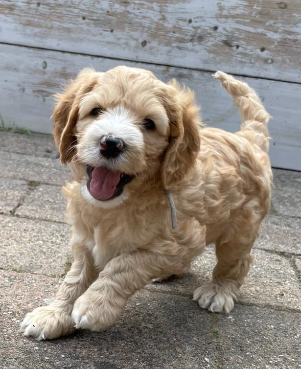 Jaaa, vandaag ben ik jarig. Mijn kleine kadootje doet al een dansje.