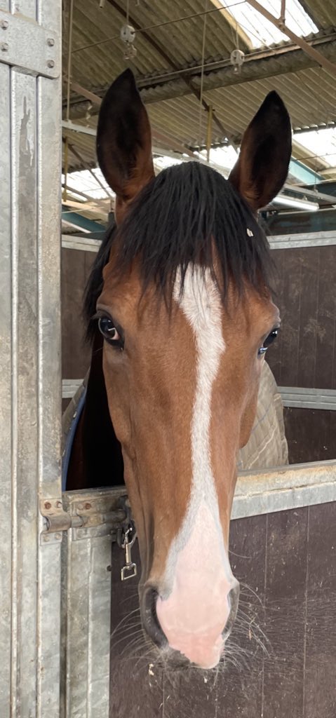 declan_carroll's tweet photo. One runner this afternoon @Beverley_Races.
⏰4:48 #Jackamundo ridden by Harrison Shaw for Owner Danny Fantom Racing.
@shaw_harrison @fantom_racing @DANNYFANTS73 https://t.co/7pQ5Q6YtN7
