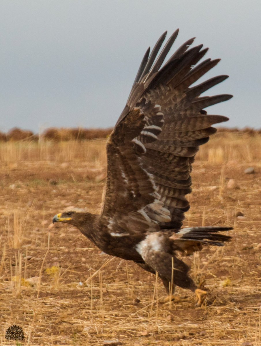 javad_rostami_a's tweet photo. Gm! Have the most fantastic Wednesday! Remember to try to lift those around you!🤝🤞❤️
~~~~~
#Steppe Eagle
#nftphotography #nftart #NFTCommunity #PHOTOS #photooftheday #photo #Eagle #Flylights #flyshot #wildlifephotography #birding #bird #birdwatching #birds #birdgraphy https://t.co/2Ih4asCaUk