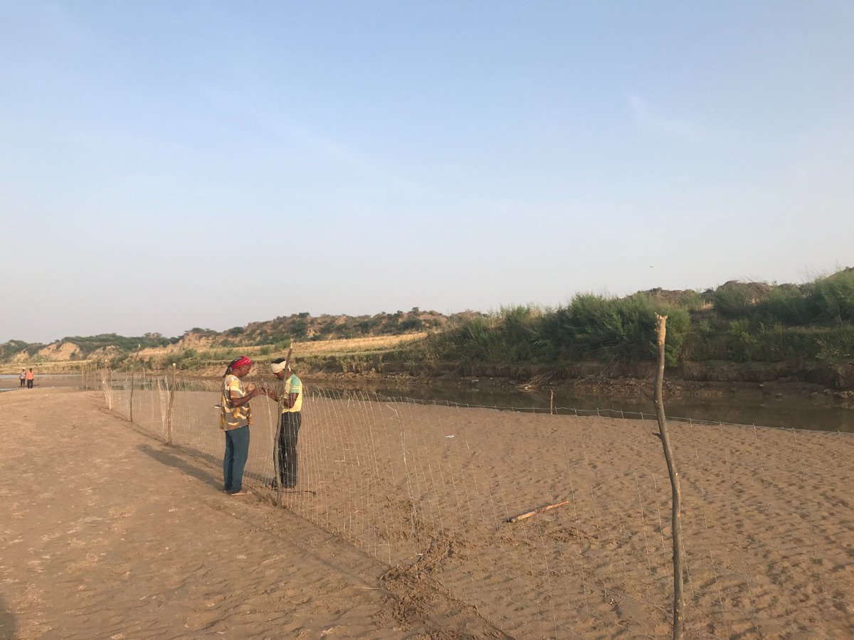 BNHSIndia's tweet photo. Thanks to the tireless efforts of the nest guardians of Chambal who braved the hot summer and sudden release of water over the past two months, the skimmers chicks have finally fledged from their nests. Gratitude to our donors @_sbisecurities @BirdLife_News
@BirdLife_Asia https://t.co/BChncQs1qG