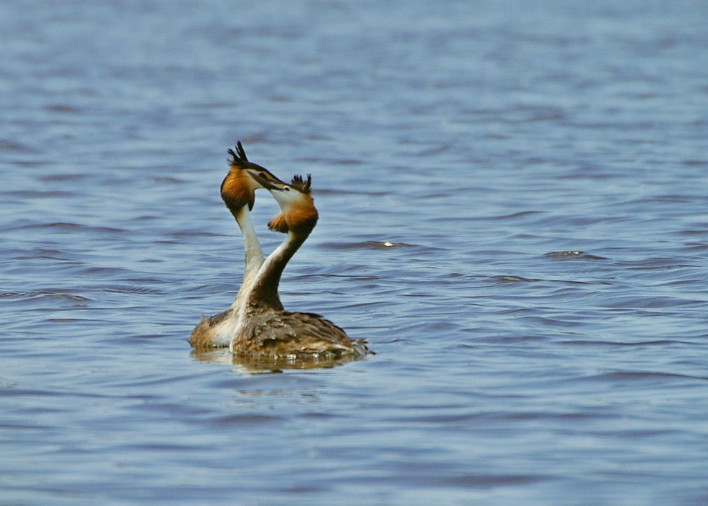 Ben even minder op twitter. Pas meegedaan met 'een studie' van 3 maanden voor kankermedicijnen wat niets opleverde, en binnenkort weer een andere 'studie' als ik er voor in aanmerking kom. Intussen groeien de tumoren licht door.
#twitterpauze
