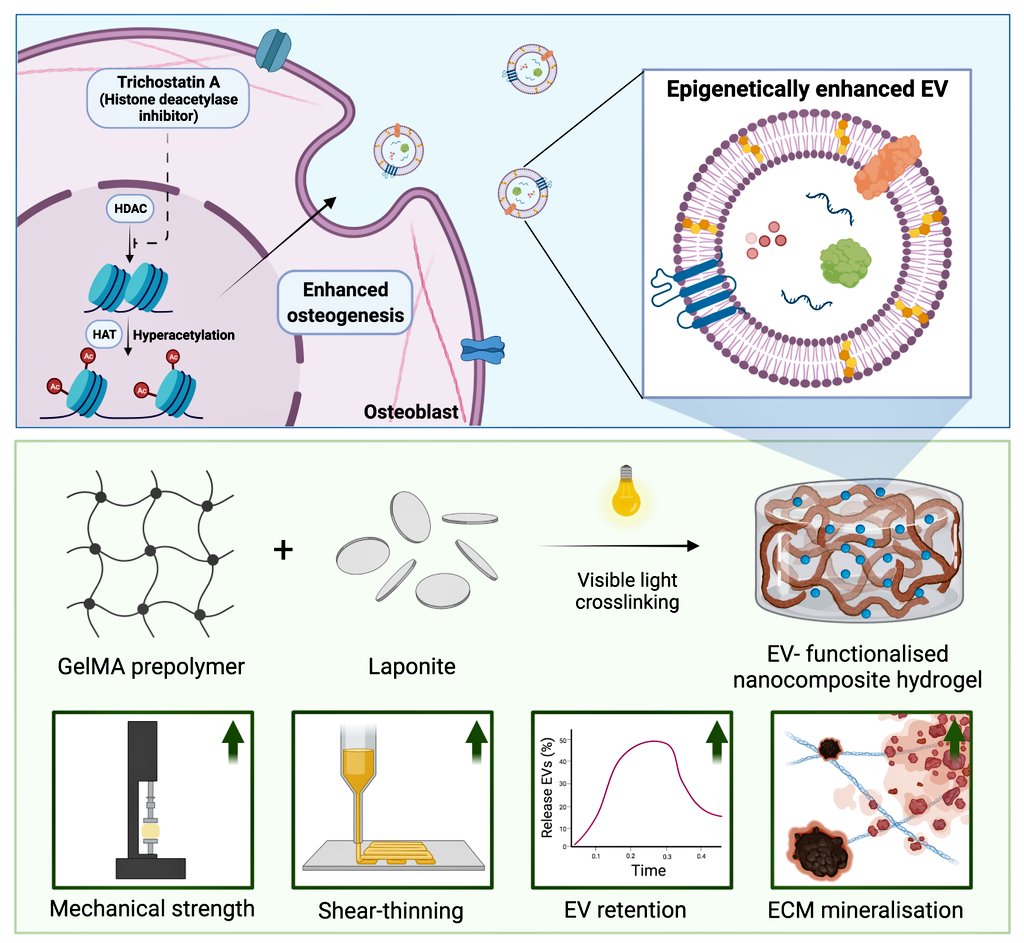 Looking forward to share our latest work at #ISEV2022 on the controlled release of epigenetically-activated #extracellularvesicles from a nanocomposite hydrogel as an acellular treatment for bone repair (OWP2.05) #Biomaterials #Tissueengineering