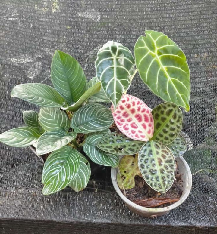 Linus24709044's tweet photo. Some beautiful wild and rare plants collection😍🌱🌱🌱🌱⛰️⛰️🥰

#beautifulplant #begonia #alocasia #labisia #plantlover https://t.co/7eY2oHkjJw