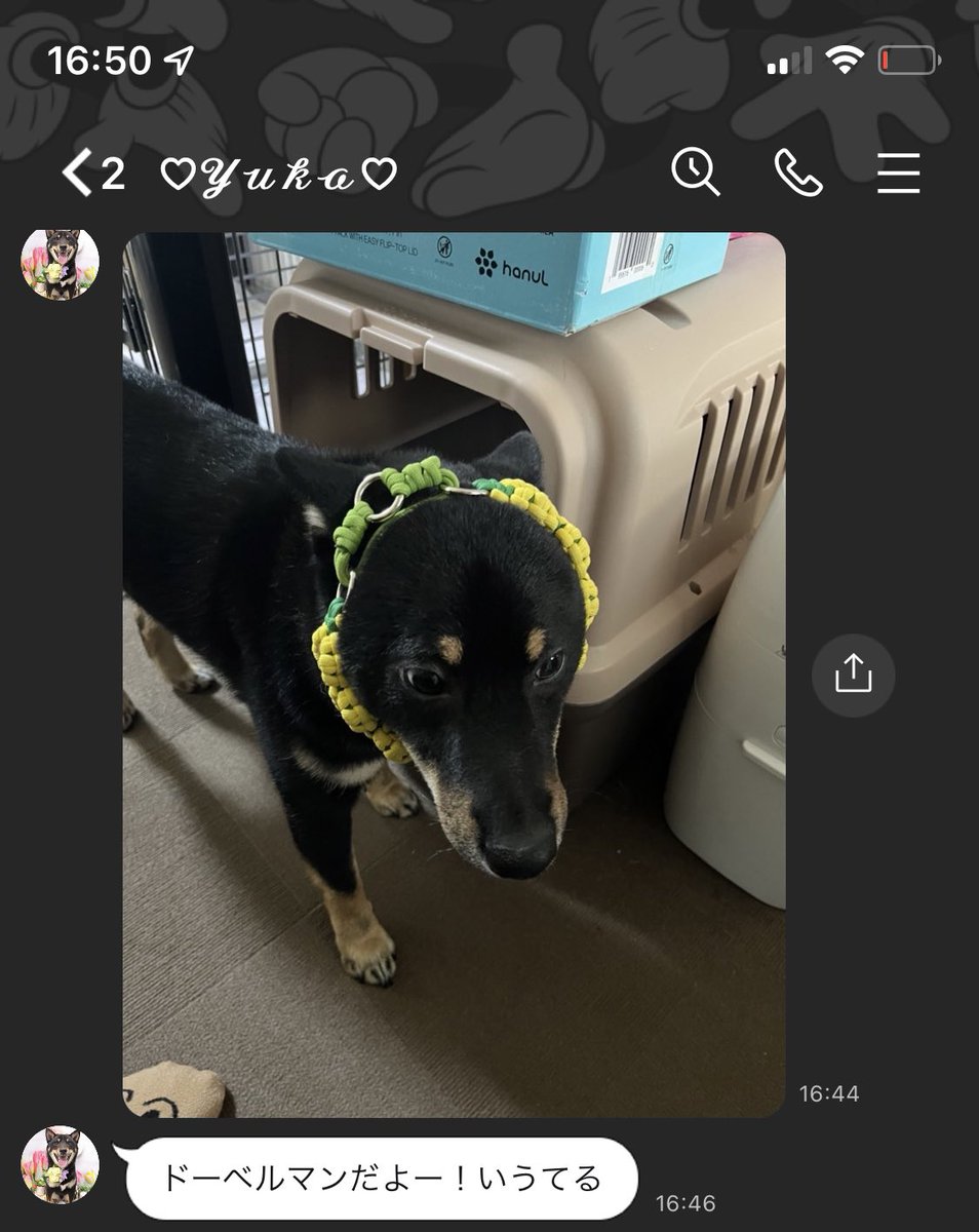 2boysmamaS's tweet photo. かわいー、むりー！！！
飼い主にやられるがままだねー♥ https://t.co/NmQtpC4XaG