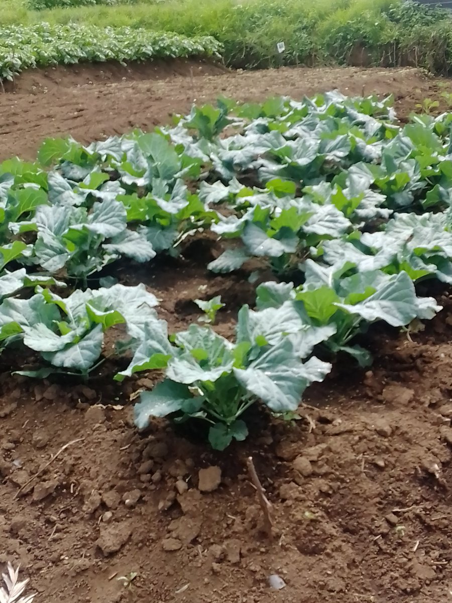 DeeChelule's tweet photo. Very attractive
#farming 
#gardening 
#farmgirl https://t.co/7sSkKY5heW