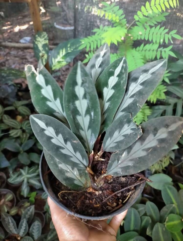Linus24709044's tweet photo. They are some beautiful plants collection from wild Borneo, Indonesia

- If you are interested to have some of my plants just left me know and contact me, Thank you!

#EbruSahin #plantbased #plantlover #plantCare #tropocalplant https://t.co/mFc9hjNgS1