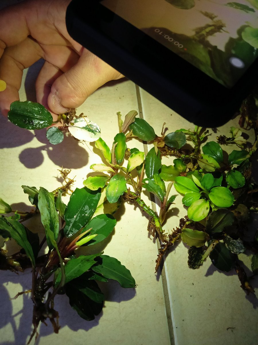 Linus24709044's tweet photo. If you need it I can ship worldwide #buce #bucevariegated #varigatabuce #bucephalandra https://t.co/PuyeygOqxO