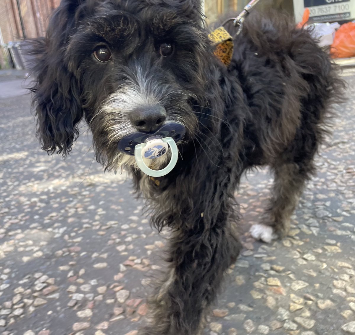 BettyGlover_'s tweet photo. Couldn’t work out why people were laughing at my dog this morning. Then I looked down… 

He’d picked up a dummy. He’d been walking with it for a good 20 mins https://t.co/ClGqMpjRIP