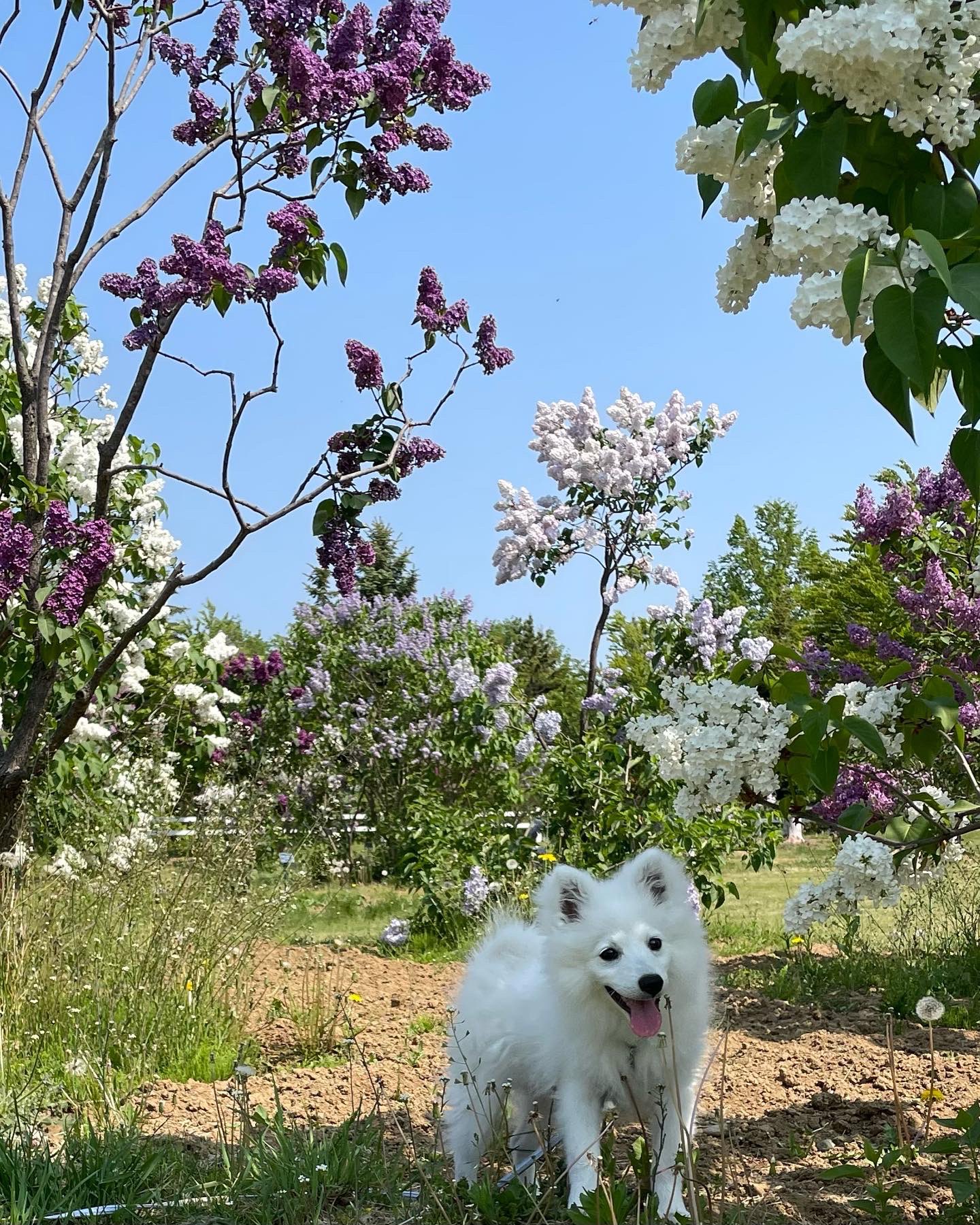 Flan あら 真っ白のシェリーが景色の一部に かわいい 親バカ 日本スピッツ いぬ 子犬 ライラック 札幌 4ヶ月 T Co Ggkdkkjwcy Twitter Flan あら 真っ白のシェリーが景色の一部に かわいい 親バカ 日本スピッツ いぬ 子犬 ライラック 札幌 4ヶ月 T Co Ggkdkkjwcy Twitter